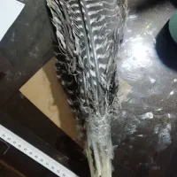 پر خوشنویسی