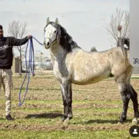 فروش ۲ راس نریان تکبندی|اسب و تجهیزات اسبسواری|اصفهان, رهنان|دیوار