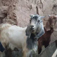 کهره نر