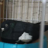 کبوتر دم سفید سرک سینه سرور