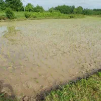 7750متر زمین کشاورزی