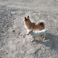 سگ پاکوتاه|سگ|نیشابور, حقیه|دیوار