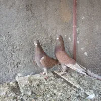 نرماده پرشی