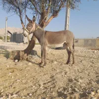 الاغ|حیوانات مزرعه|بهبهان, |دیوار