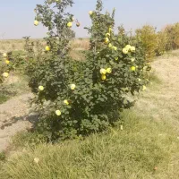 حیوا ترش به