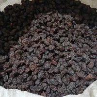 عرضه مستقیم مویز دشمن زیار.بادام ،بادام تلخ.شیره ا|عمده‌فروشی|شیراز, شهرک سراج‎|دیوار