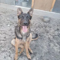 سگ ژرمن شپرد