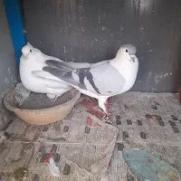 کفترها نژاددار سفیدمهر اراکی کاکلی کینگ افغانی سبز