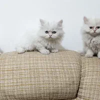 بچه گربه پرشین|گربه|تبریز, |دیوار