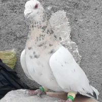 سار لیمویی نر