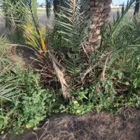 بچه نخل نهال سعمران