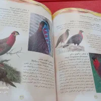 دانشنامه پرندگان و ماکیان|کتاب و مجله ادبی|مشهد, راهنمایی|دیوار