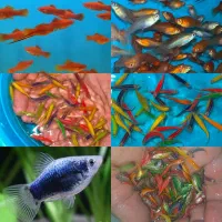 حراج فروش انواع ماهی گیاهخوار بمناسبت یلدا|ماهی|مشهد, سناباد|دیوار