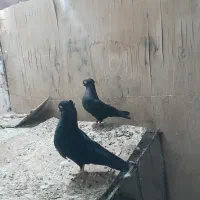 یک جفت زاغ