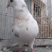 کفتر|پرنده|گناباد, |دیوار