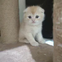 اسکاتیش گلد چشم سبز|گربه|تهران, هفت حوض|دیوار