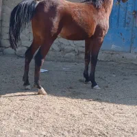 اسب کرد|اسب و تجهیزات اسب‌سواری|بجنورد, |دیوار