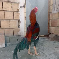 خروس لاری
