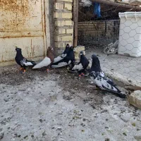 اهواز
