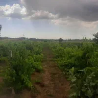 باغ انگور
