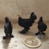 مرغ خروس زینتی مرندی اصل|حیوانات مزرعه|شیراز, گلکوب|دیوار