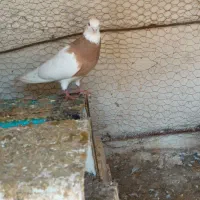 جوجه سهره خاکی