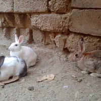 3عدد خرگوش یک نر و2ماده