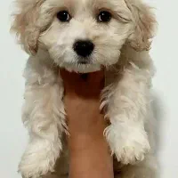 میکس مالتیز پودل