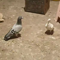 کبوتر سفید المانی ماده شماره دار