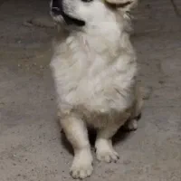 سگ پامر