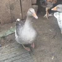 فروش غاز محلی،وزن کلا 11کیلو هست|حیوانات مزرعه|رحیمآباد, |دیوار