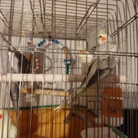 عروس هلندی بالغ