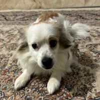 واگذاری سگ خونگی|سگ|بجنورد, |دیوار