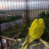 مرغ عشق انگلیسی|پرنده|قزوین, |دیوار