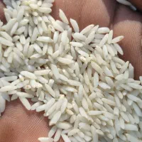برنج محلی درود درجه یک با ضمانت