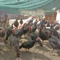 تعداد بقلمون برنز محلی سالم 4نیم ماه  دانه 600|حیوانات مزرعه|مشهد, توس فردوسی|دیوار