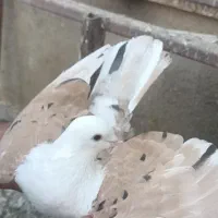 کلاغ کربلایی کله سفید خال زرد کاکل