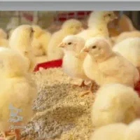 جوجه گوشتی نژاد راس درجه یک تضمینی۶۰تومن