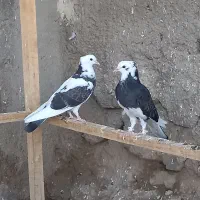 جوجه کبوتر