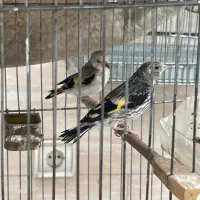 دو تا جوجه سهره متولد قفس