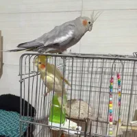 3عدد عروس هلندی نر