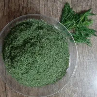 شوید خشک شده