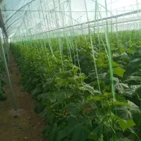 نخبندی گلخانه و پایین اوردن خیار انجام میشود