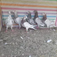 کبوترنامه ور