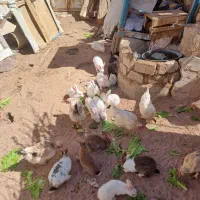 خرگوش|حیوانات مزرعه|کاشان, کارخانه سایپا کاشان|دیوار