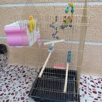 فروش دو طوطی برزیلی رام|پرنده|بوکان, |دیوار