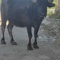 اهواز روستای دغاغله