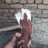 دم سفید ماده جوجه کله زرد|پرنده|مشهد, نیروی هوایی|دیوار