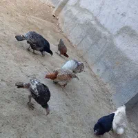 فروش مرغ و بقلمون