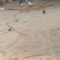 کبوتر پرشتی|پرنده|بیرانوند, |دیوار